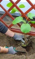 trellis T like table decoration 