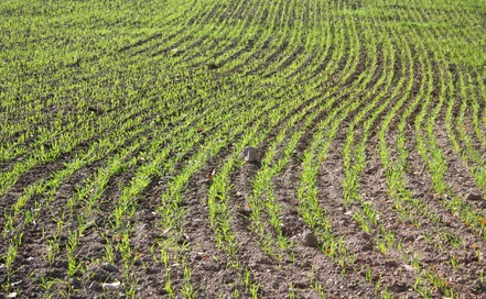 Frostkeimer aussäen