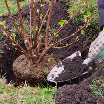 Gepflanzt werden jetzt Rosen und Gehölze die ihr Laub abwerfen