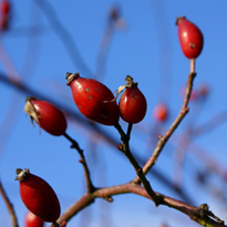 Beete werden jetzt winterfest gemacht