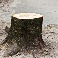 Bäume dürfen nach vielen Naturschutzgesetzen ab Oktober bis Ende Februar gefällt werden