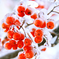 Empfindliche Pflanzen vor Nachtfrösten schützen