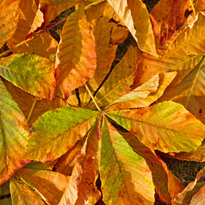 Falllaub schädlingsgeplagter Gehölze gründlich entfernen