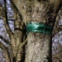 Jetzt schon an Birnbäumen Leimringe anbringen gegen den Birnenknospenstecher