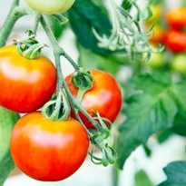 Tomaten vor dem Frost retten