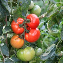 Bei Kälte Tomaten mit Folienhauben abdecken