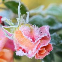 Der Rosen-Herbstschnitt ist erst nötig, wenn es richtig kalt wird