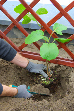 Herbstpflanzung von Gehölzen sollte jetzt in Planung genommen werden