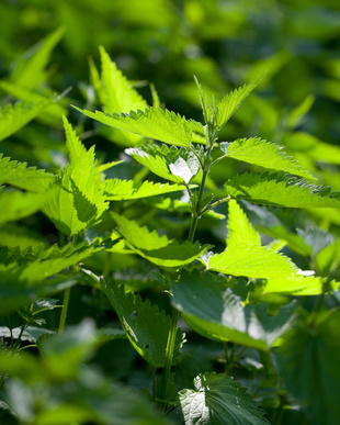 Alle samentragenden Unkräuter früh und gründlich entfernen