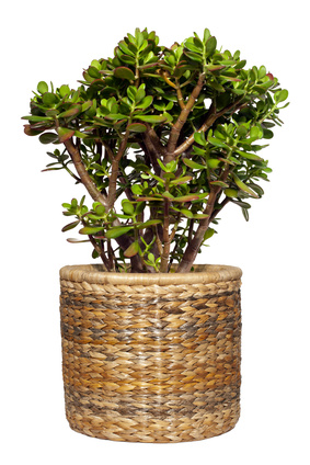 Zimmerpflanzen wieder einräumen und auf Schädlingsbefall prüfen