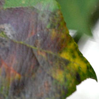 Apfelschorf bekämpfen und vorbeugen