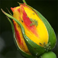 Blattlausepidemie nach starken Sommerregen