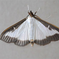 Den Buchsbaumzünsler gezielt bekämpfen