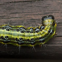 Den Buchsbaumzünsler gezielt bekämpfen