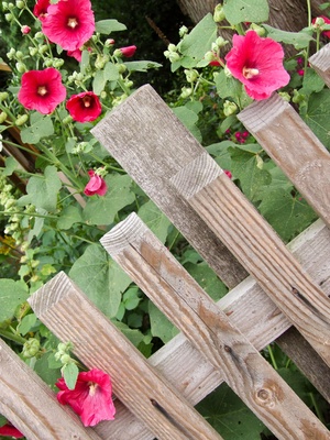 Pflegemaßnahmen im Ziergarten