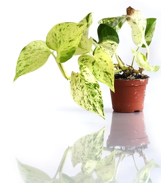 Vom Dezember bis Januar Zimmerpflanzen nicht düngen