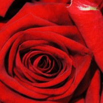 Den Rosenduft verstärken