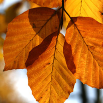 Gelbe Blätter, ein deutliches Zeichen für Eisenmangel