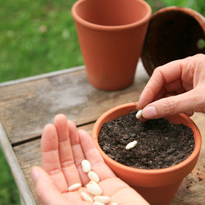 Sommerblumen aussäen