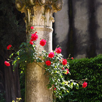 Kletterrosentriebe in die gewünschte Richtung binden
