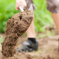 Gehören kranke Pflanzen auf den Komposthaufen?