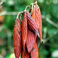 Moniliapilz befallene und welkende Spitzen abschneiden