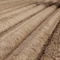 Anhäufeln von Frühkartoffeln ist Pflicht