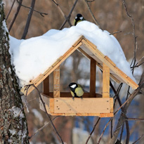 Vögel nur füttern bei Schnee oder Frost