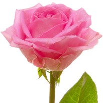 Auf- und abwärtssteigende Rosentriebbohrer