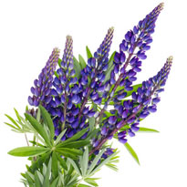 Lupinen und Staudensamen sofort wieder aussäen