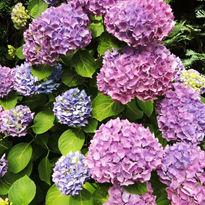 Kletterhortensien schneiden