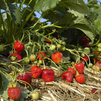 Erdbeeren: mit Grauschimmel befallene Früchte sofort entfernen
