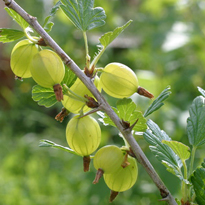 Wenn Johannisbeer- und Stachelbeersträucher ihre Früchte abwerfen