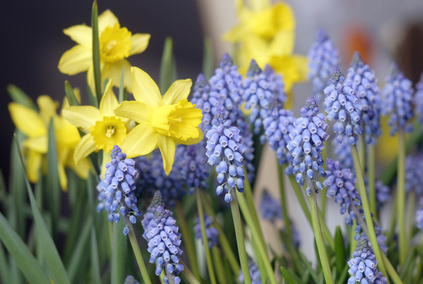 Rasenflächen erst mähen wenn keine Zwiebelblumen blühen