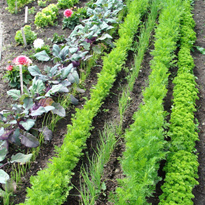 Im Herbst das abgeerntete Gemüsebeet kalken