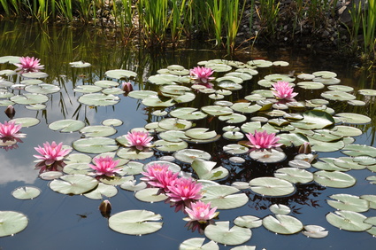 Im Gartenteich stark gewachsene Pflanzen entfernen