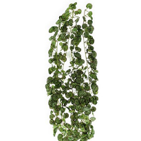 Kletterpflanzen nach dem Bodenfrost setzen