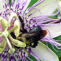 Passionsfrüchte von der eigenen Hauswand