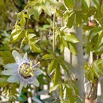 Passionsfrüchte von der eigenen Hauswand