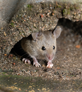 Wühlmäuse bekämpfen, jetzt nehmen sie die Köder an
