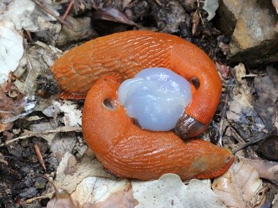 Eierschalen als Barriere gegen Schnecken