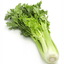 Stangensellerie im September bleichen