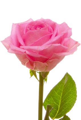 Auf- und abwärtssteigende Rosentriebbohrer