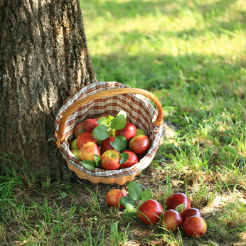 Der August ist die Haupterntezeit