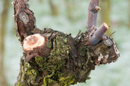 Weinreben jetzt einkürzen