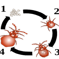 Wenn's im Rasen piekt und beißt