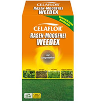 Unkraut liebt feucht-warmes Wetter