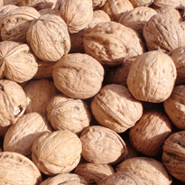 Walnussbaum, jetzt ist der beste Zeitpunkt zum beschneiden