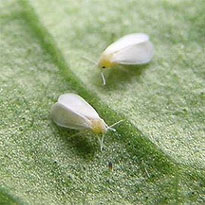 Gesundes Gemüse ernten