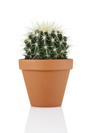 Kakteen in die Sommerfrische umquartieren